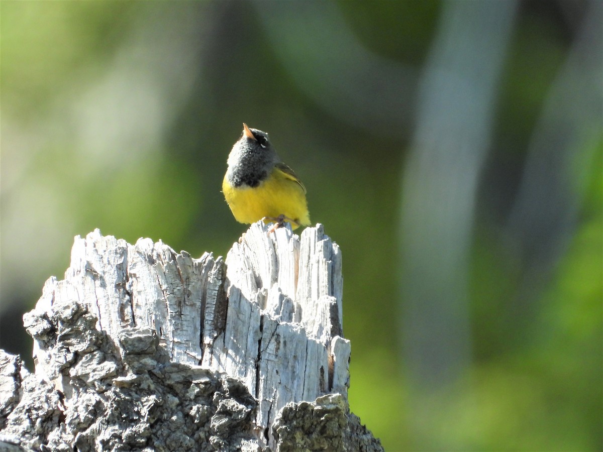 MacGillivray's Warbler - Russ Namitz