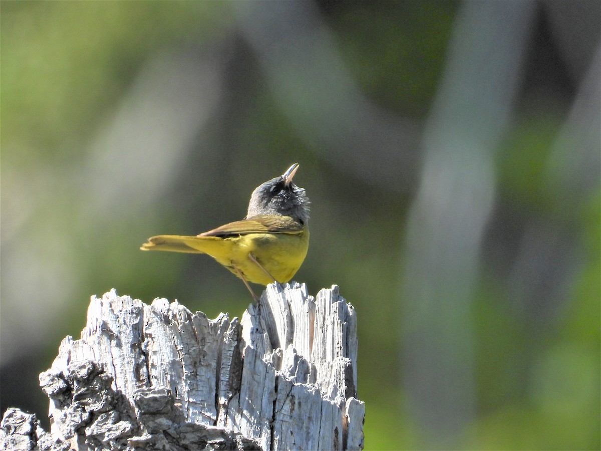 MacGillivray's Warbler - Russ Namitz