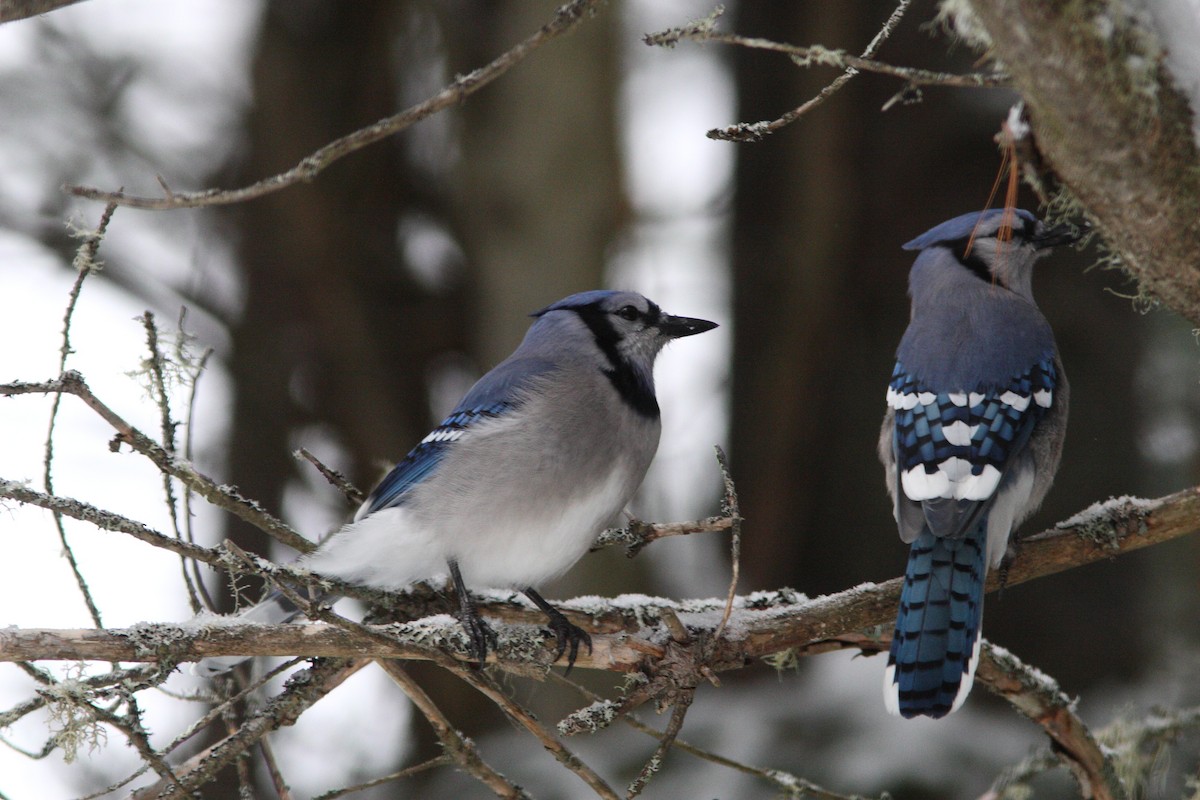 Blue Jay - ML24638551