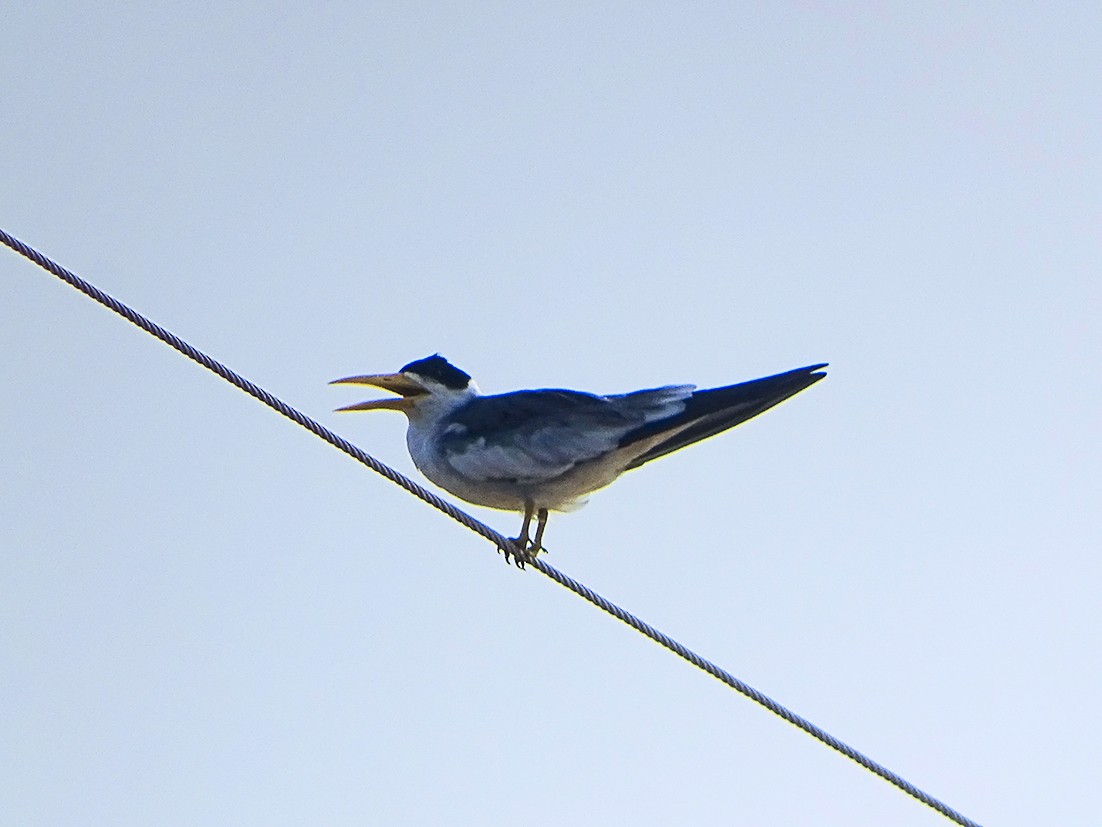 Large-billed Tern - Ruber ledesma ruiz