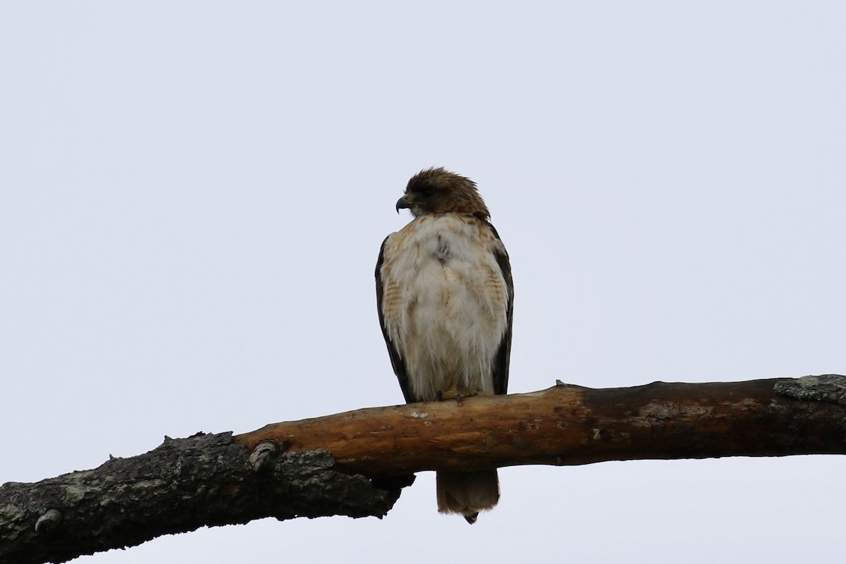 Red-tailed Hawk - Julio Guzman
