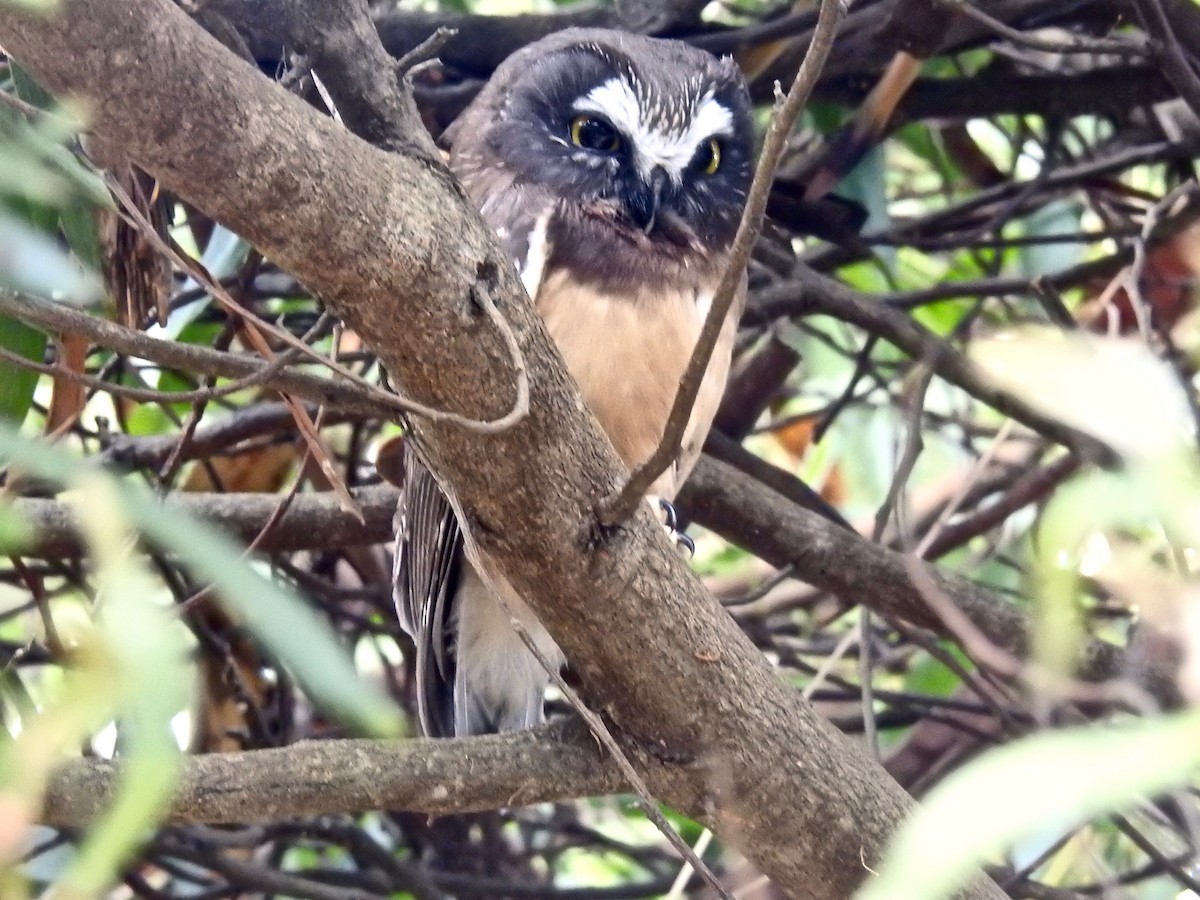 Northern Saw-whet Owl - Malia DeFelice