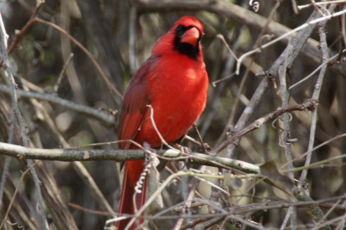 Northern Cardinal - ML24638651