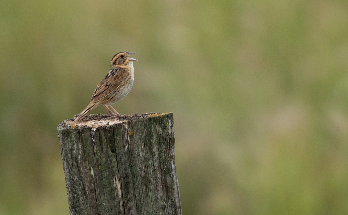 Nelson's Sparrow (Interior) - ML246386701