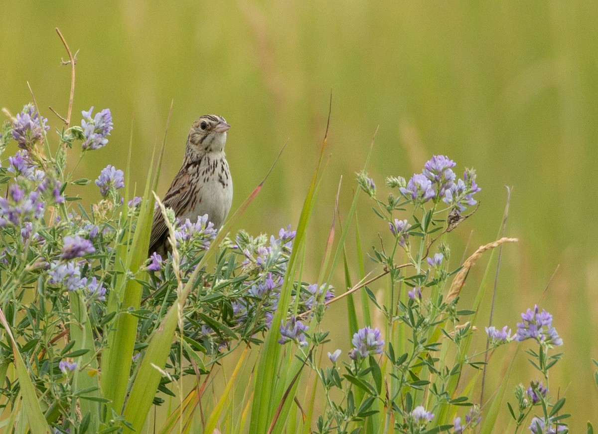 Baird's Sparrow - ML246386721