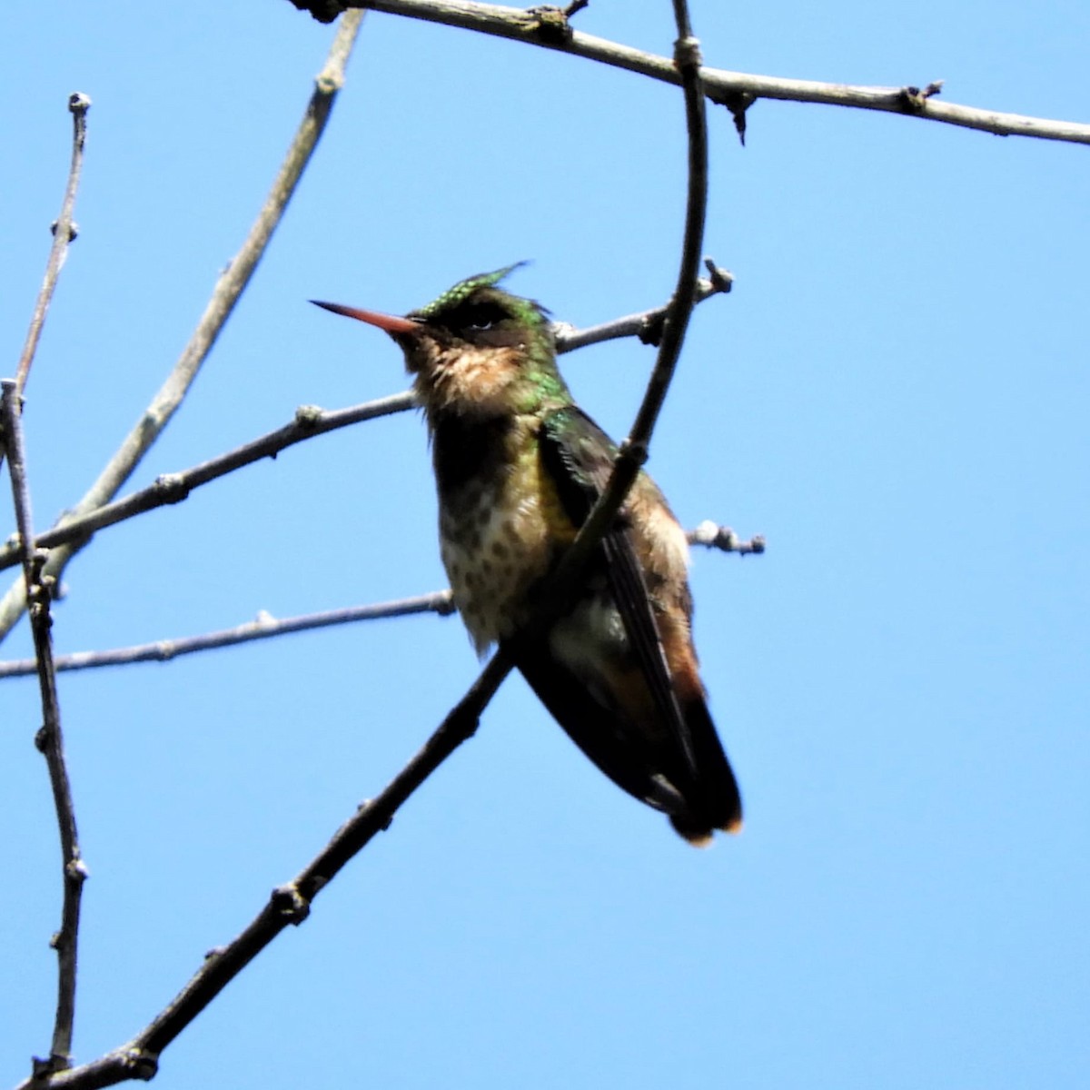 Black-crested Coquette - ML246388581