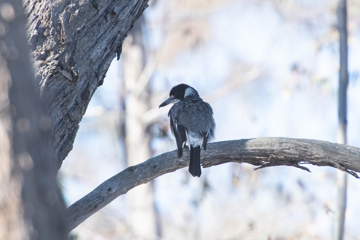 Gray Butcherbird - Beck Redden