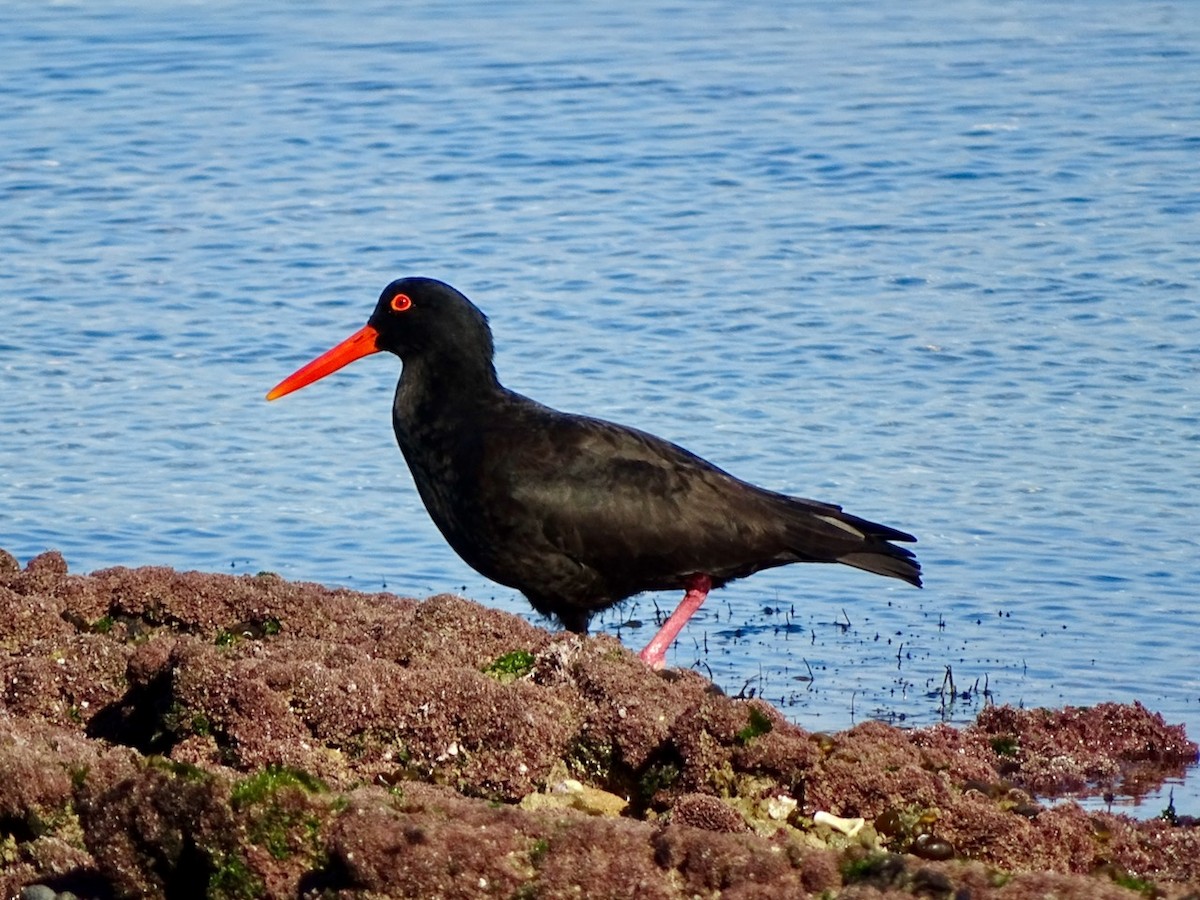 Sooty Oystercatcher - Neil Shelley