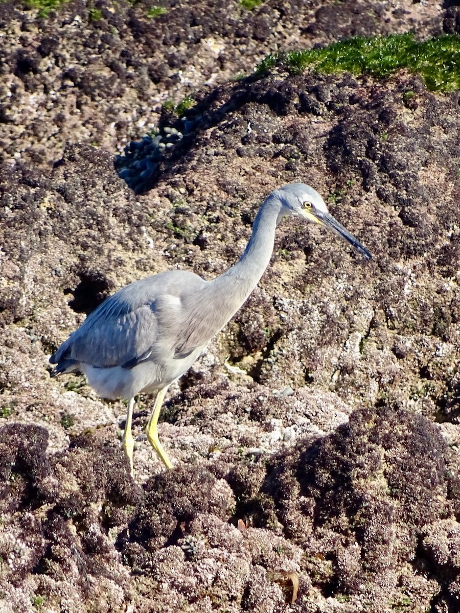 White-faced Heron - ML246392361