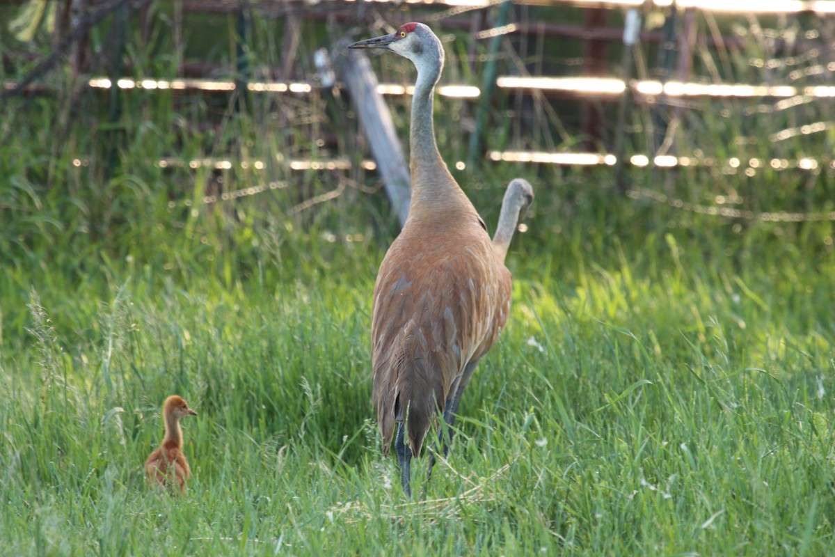 Sandhill Crane - ML246392391