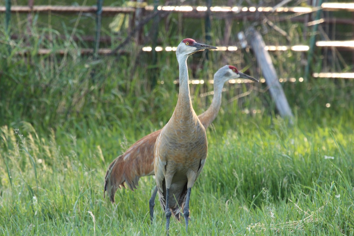 Sandhill Crane - Sandy Schreven