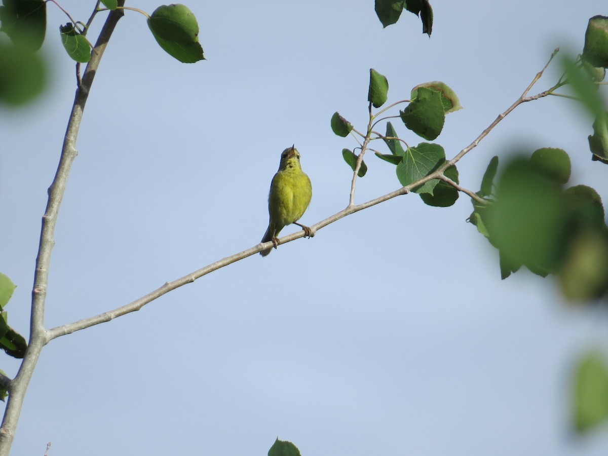 Orange-crowned Warbler - Whitney Mortimer