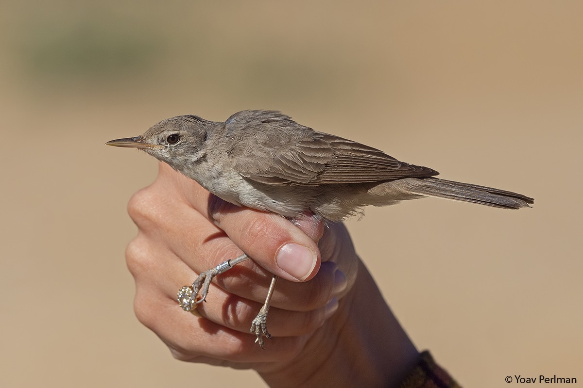 Upcher's Warbler - Yoav Perlman
