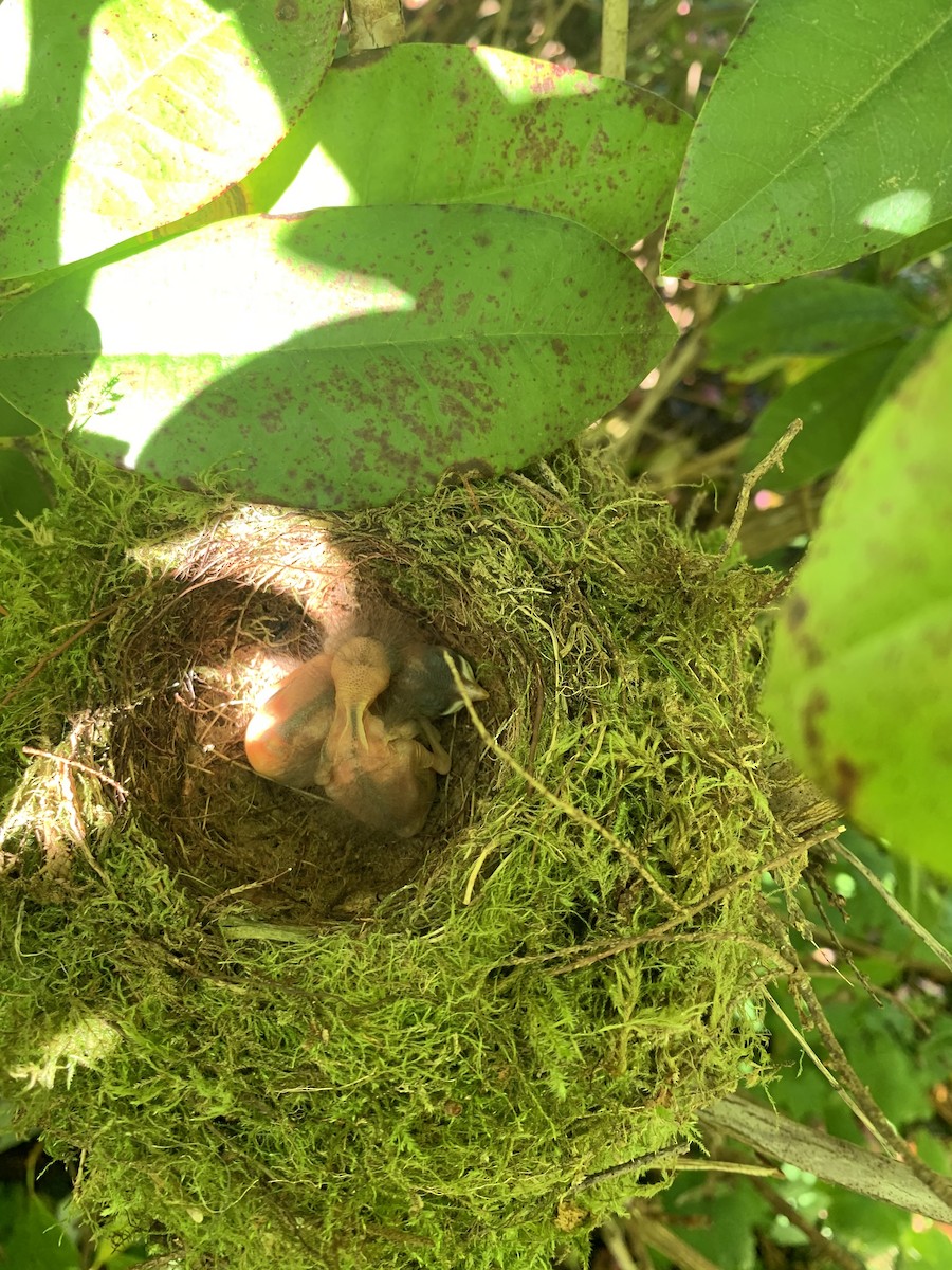 Swainson's Thrush - ML246394821