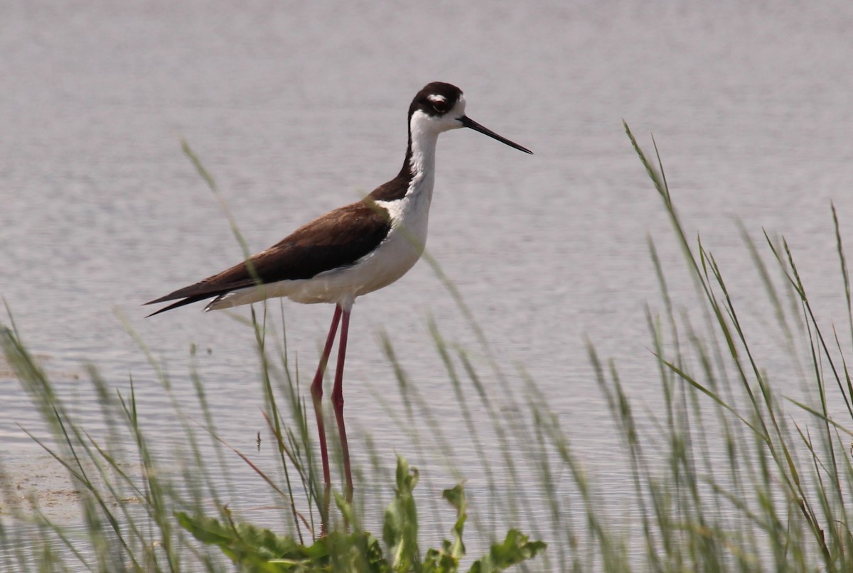 Black-necked Stilt - ML246395111