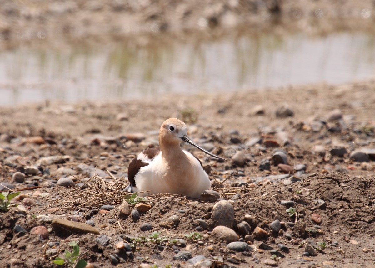 American Avocet - ML246395131