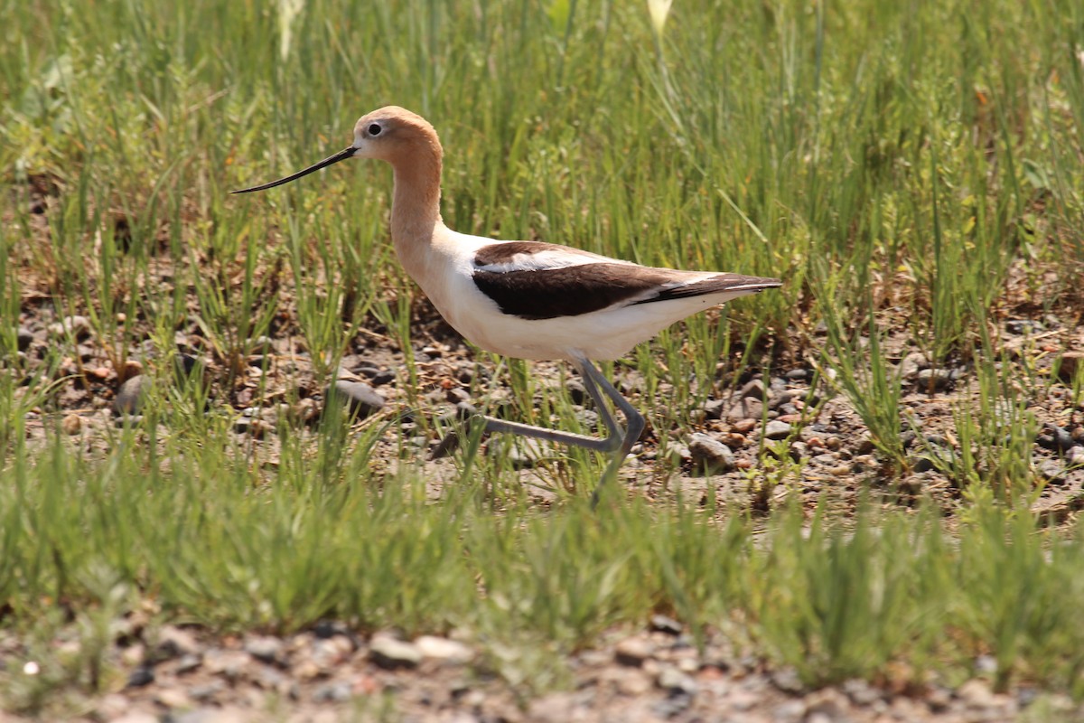 American Avocet - ML246395351