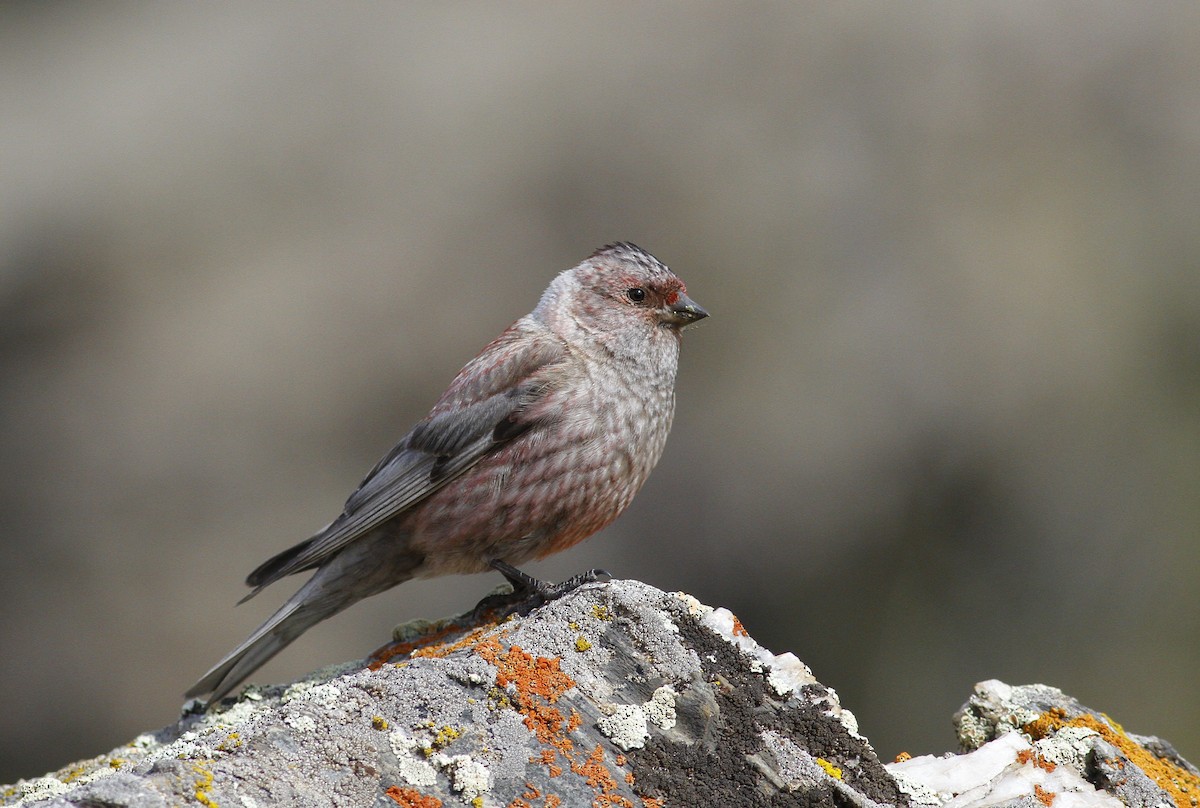 Asian Rosy-Finch - ML246396301