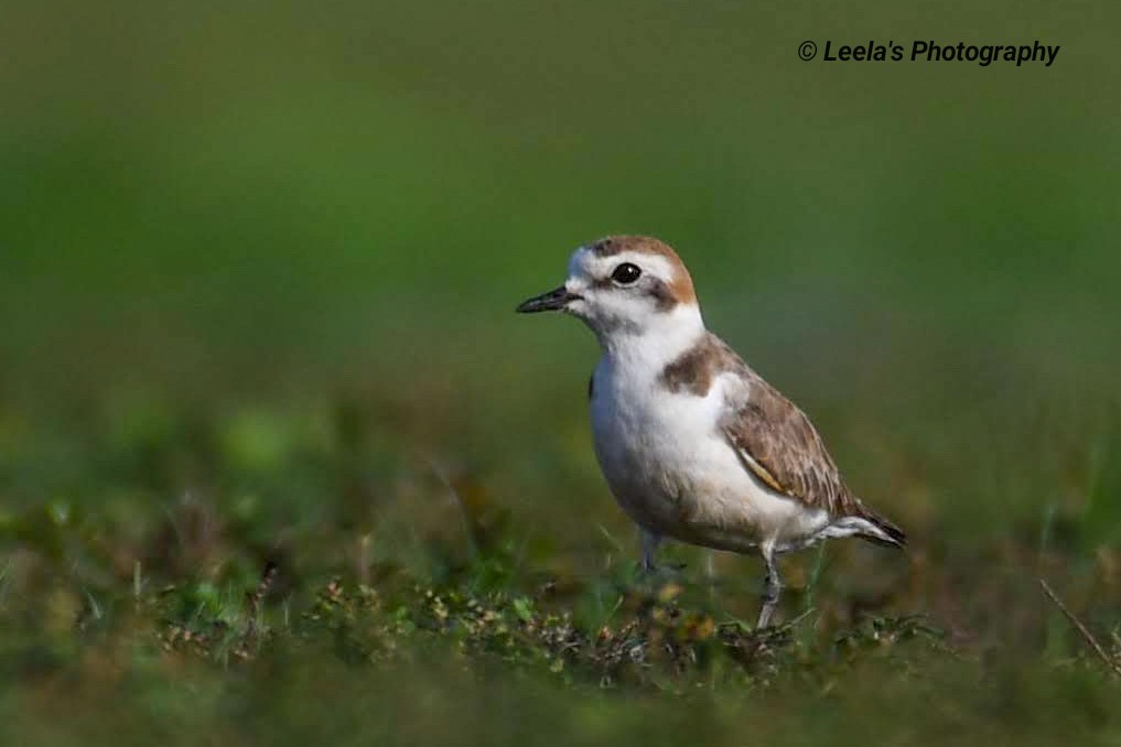 Kentish Plover - Leela Hemachand Gera