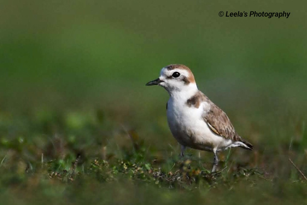 Kentish Plover - ML246397301