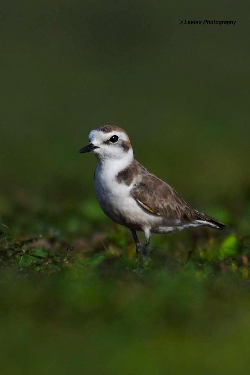 Kentish Plover - Leela Hemachand Gera