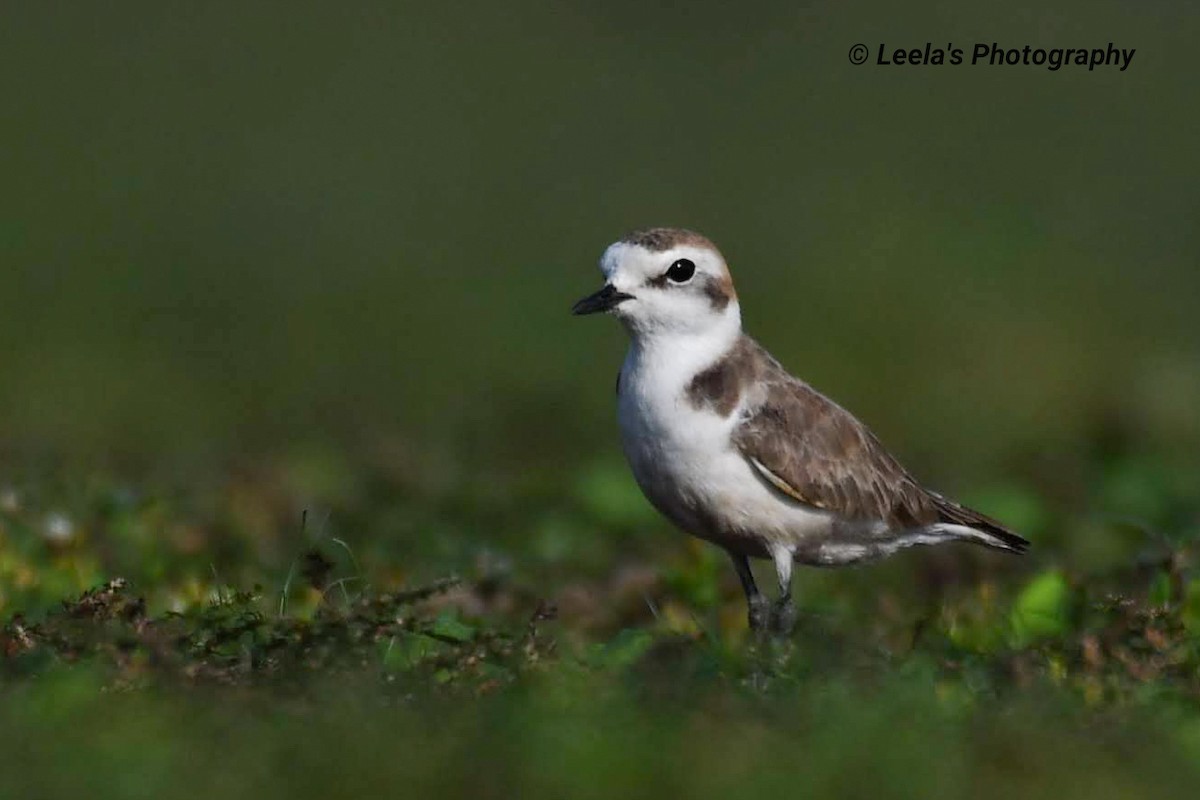 Kentish Plover - Leela Hemachand Gera