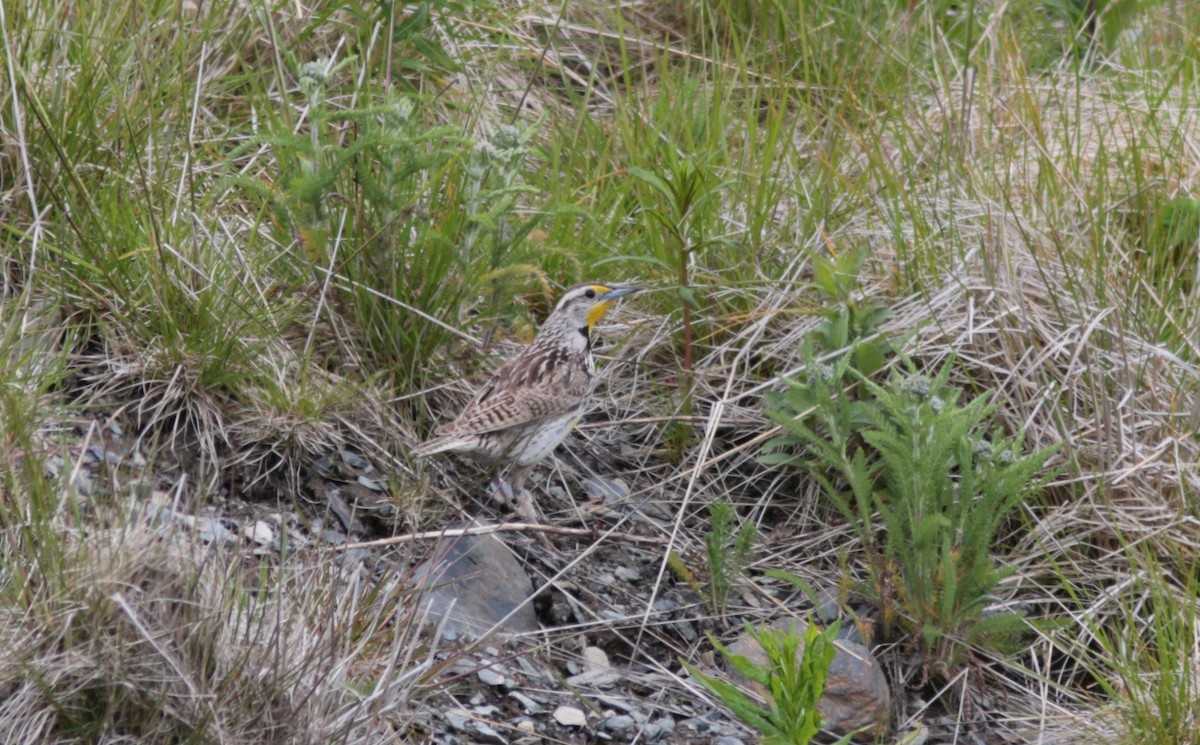 Western Meadowlark - Richard MacIntosh