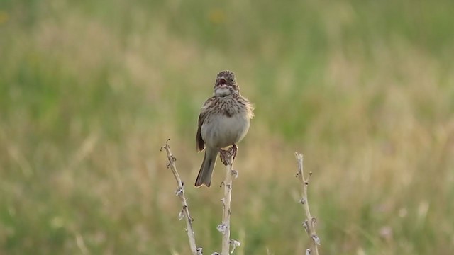 Vesper Sparrow - ML246400321