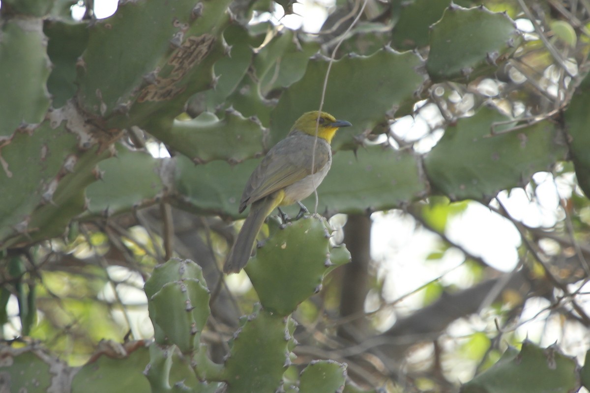 Yellow-throated Bulbul - ML24640061