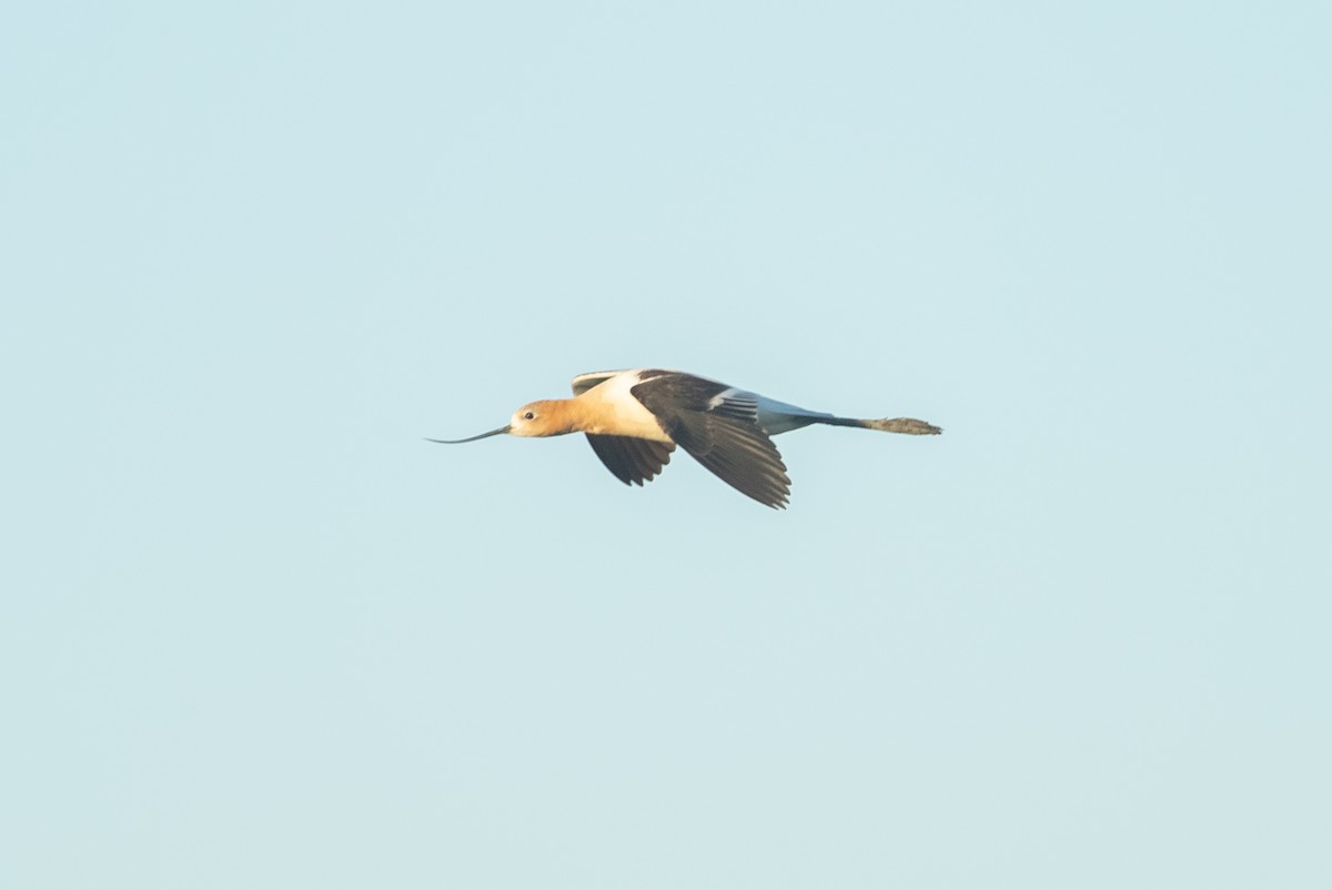 American Avocet - ML246401121