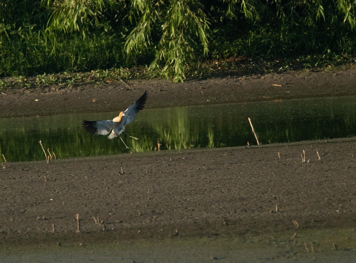 Avoceta Americana - ML246401171