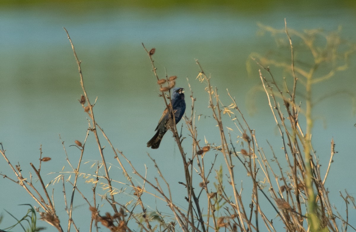 Blue Grosbeak - Liam Huber