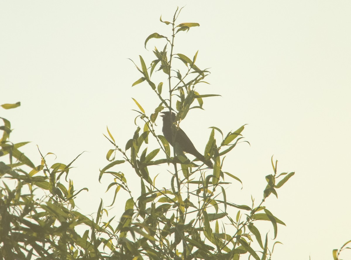 Blue Grosbeak - ML246401511