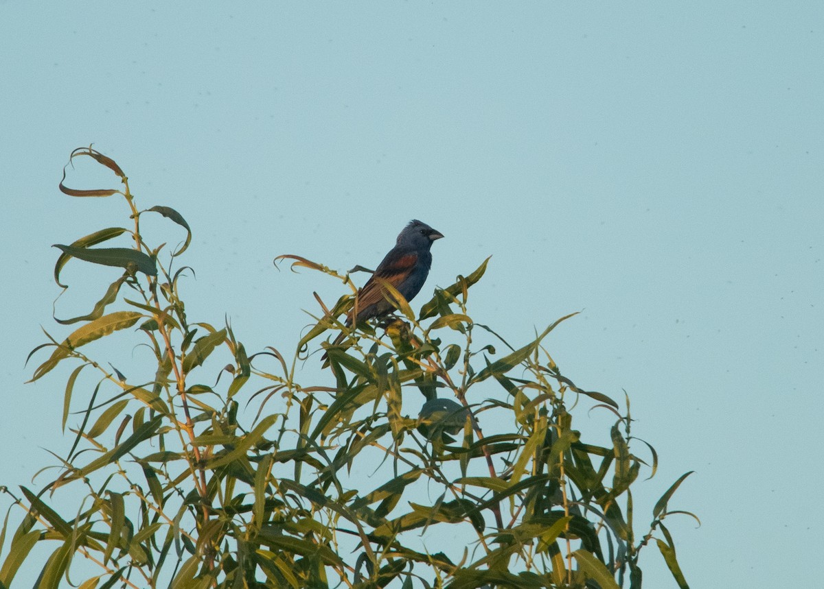 Blue Grosbeak - ML246401531