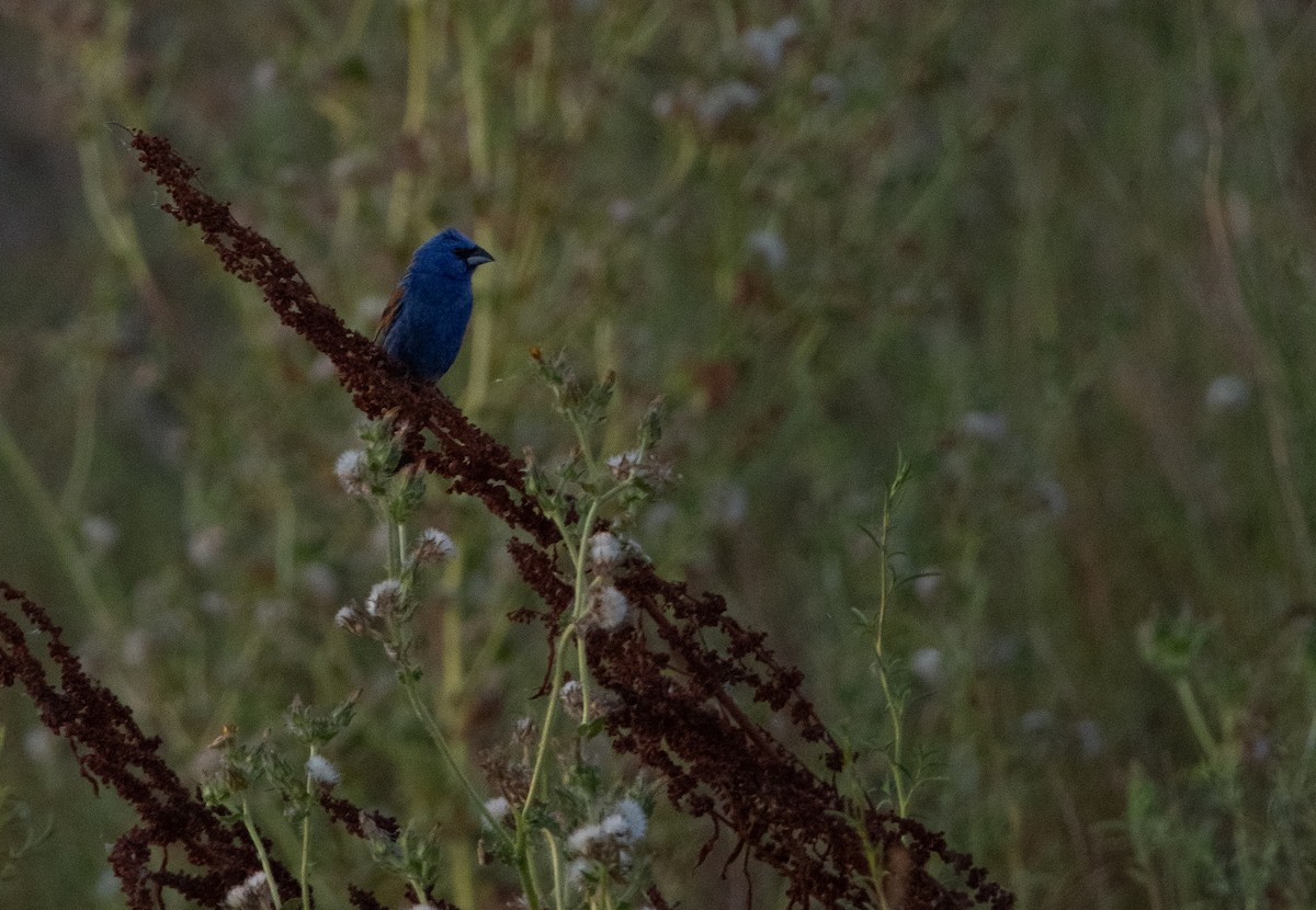 Blue Grosbeak - ML246401571