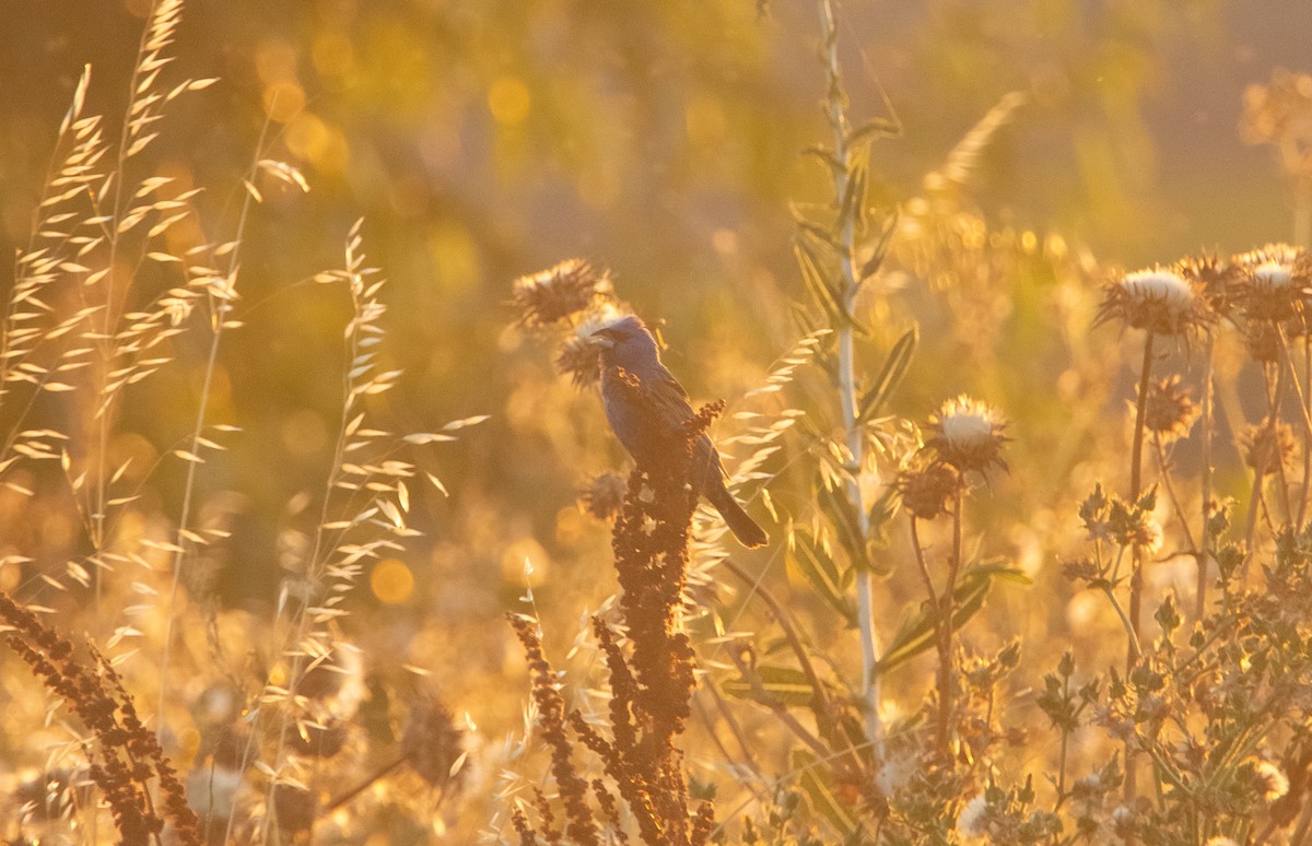 Blue Grosbeak - ML246401591