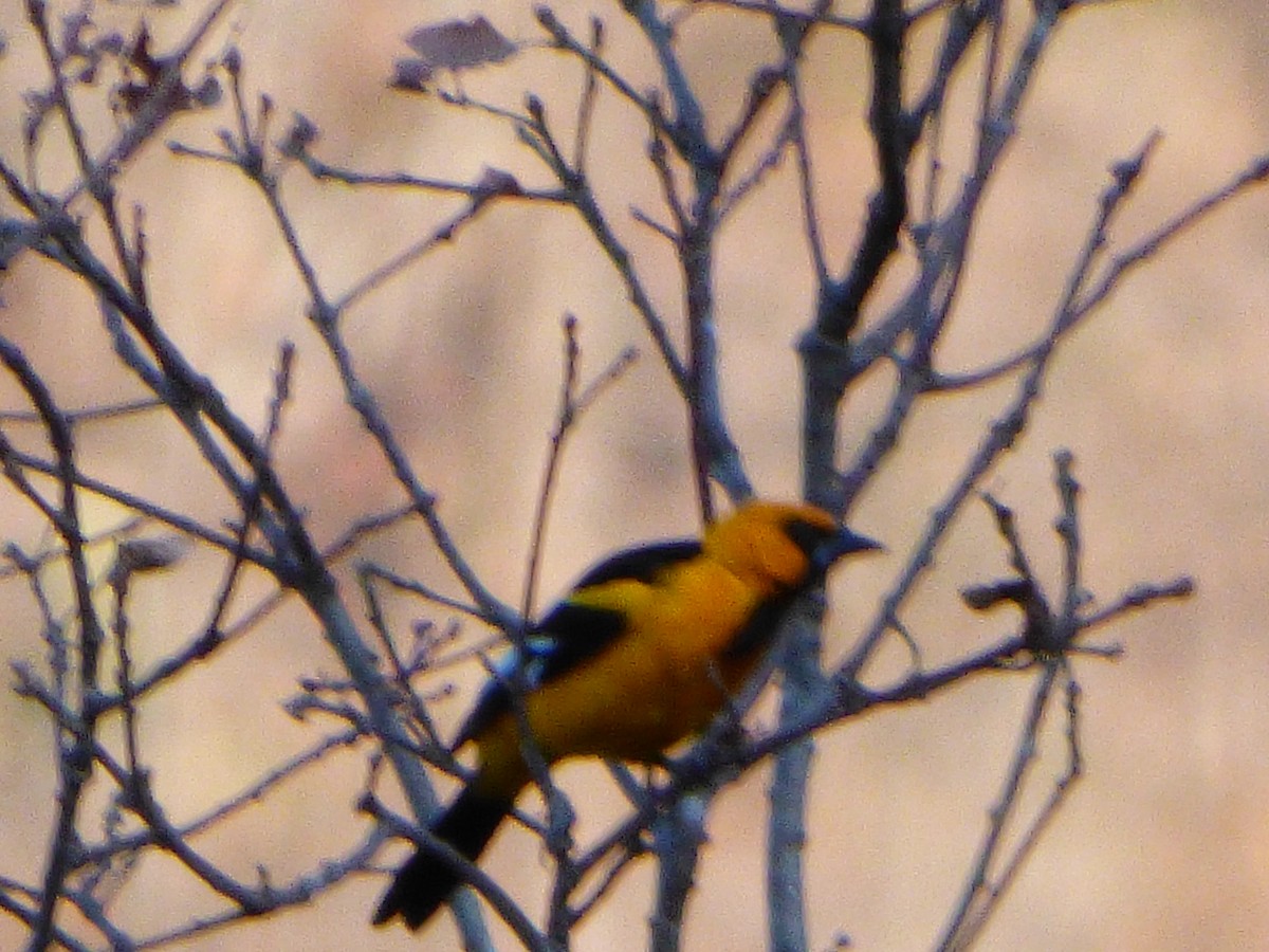 Altamira Oriole - ML246402041