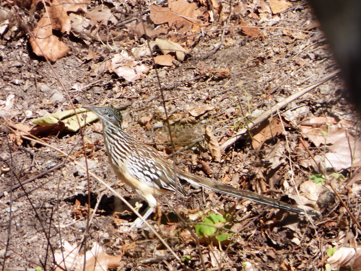 Lesser Roadrunner - ML246402121