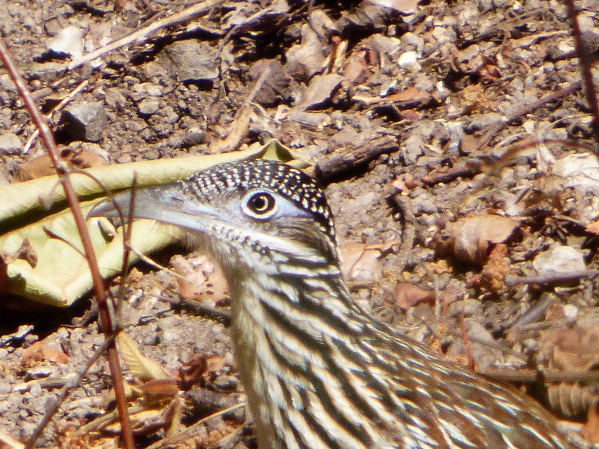 Lesser Roadrunner - Luis Alberto Herrera