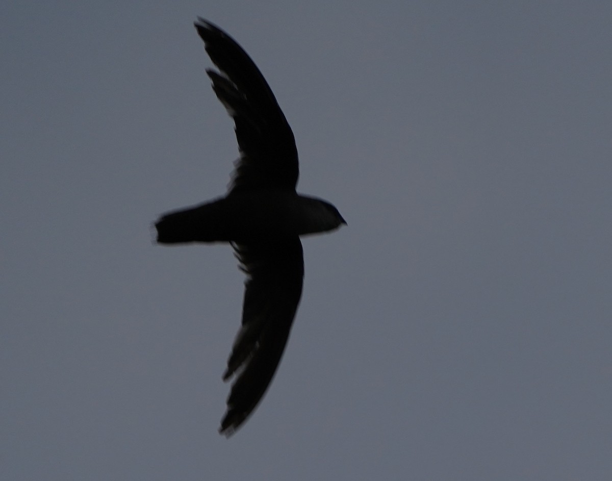 Chimney Swift - ML246403731