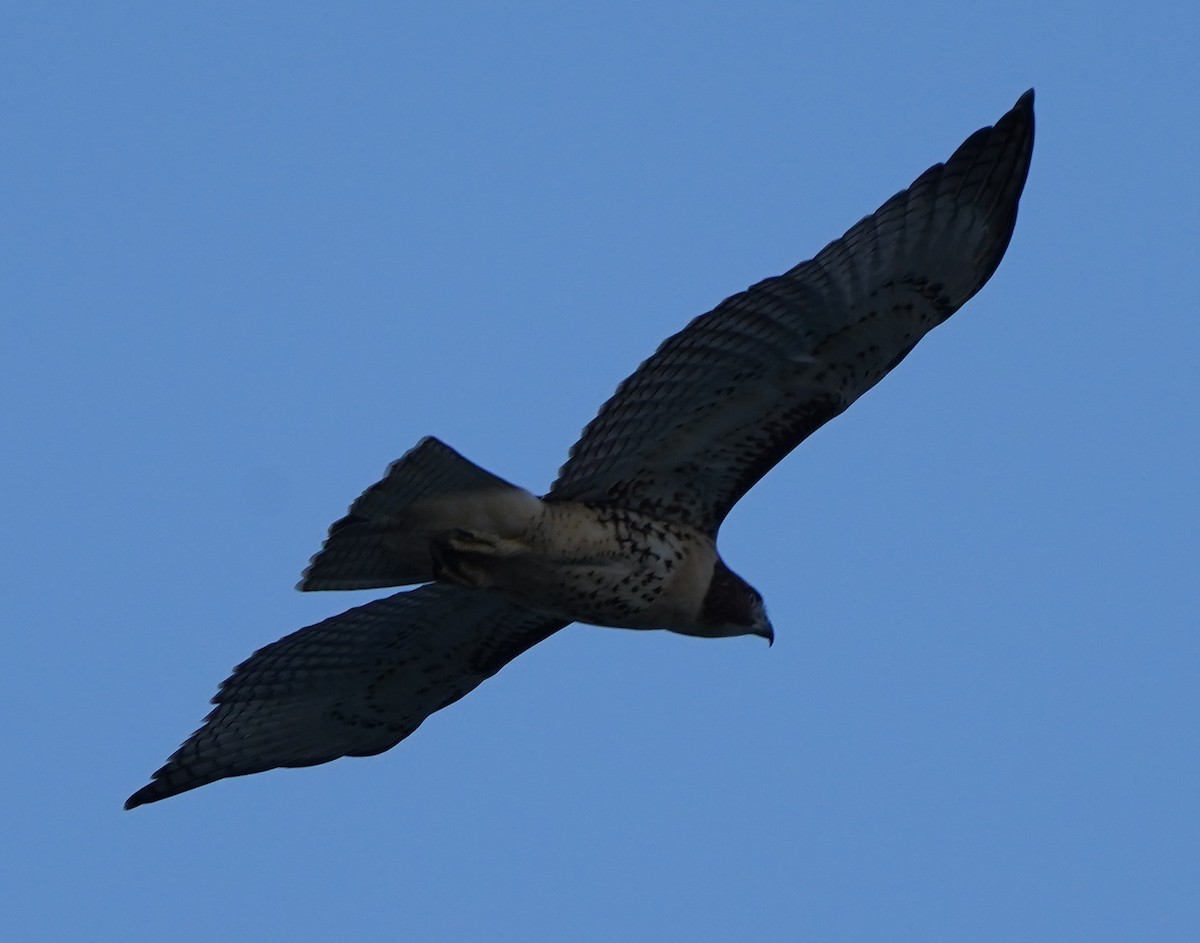 hawk sp. - ML246403751