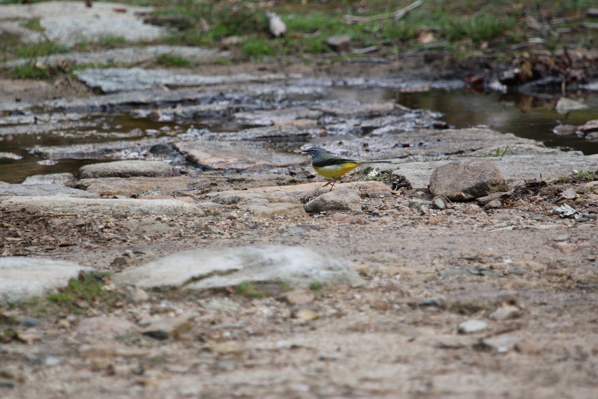 Gray Wagtail - ML246404191