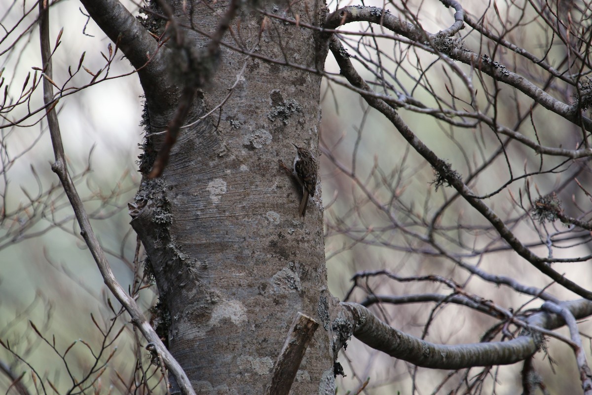 Eurasian Treecreeper - ML246404381