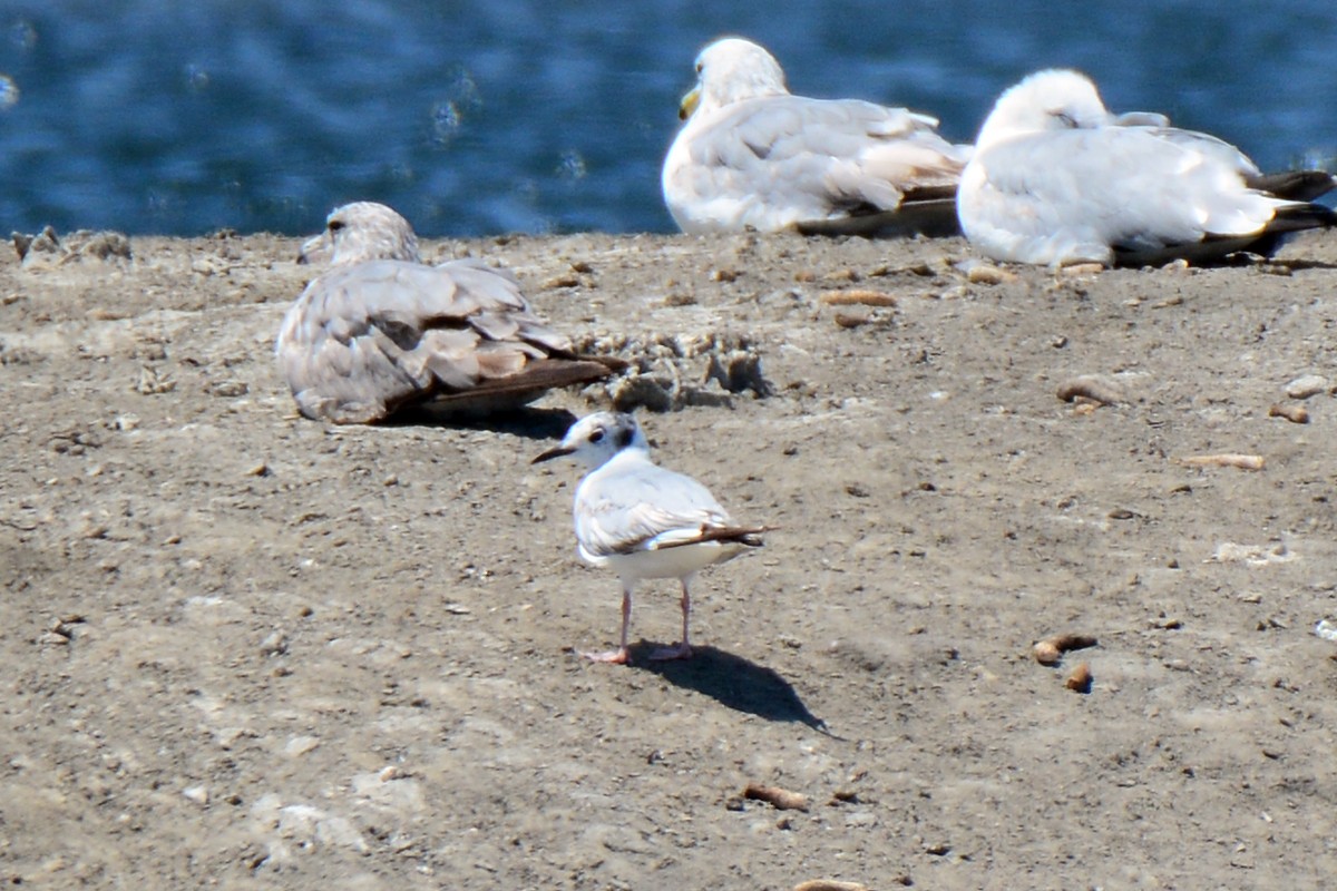 Bonaparte's Gull - Josep Manchado | BirdingMajorca.com