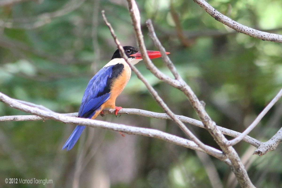 Black-capped Kingfisher - ML246405611