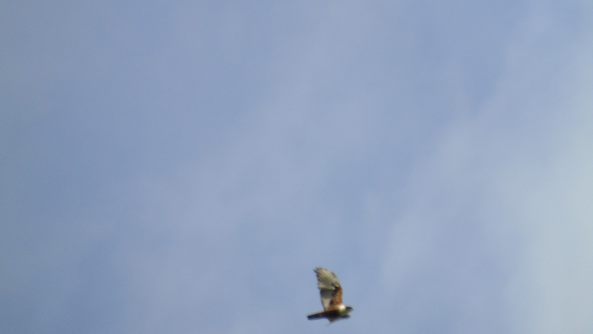 Rufous-bellied Eagle - ML246407041