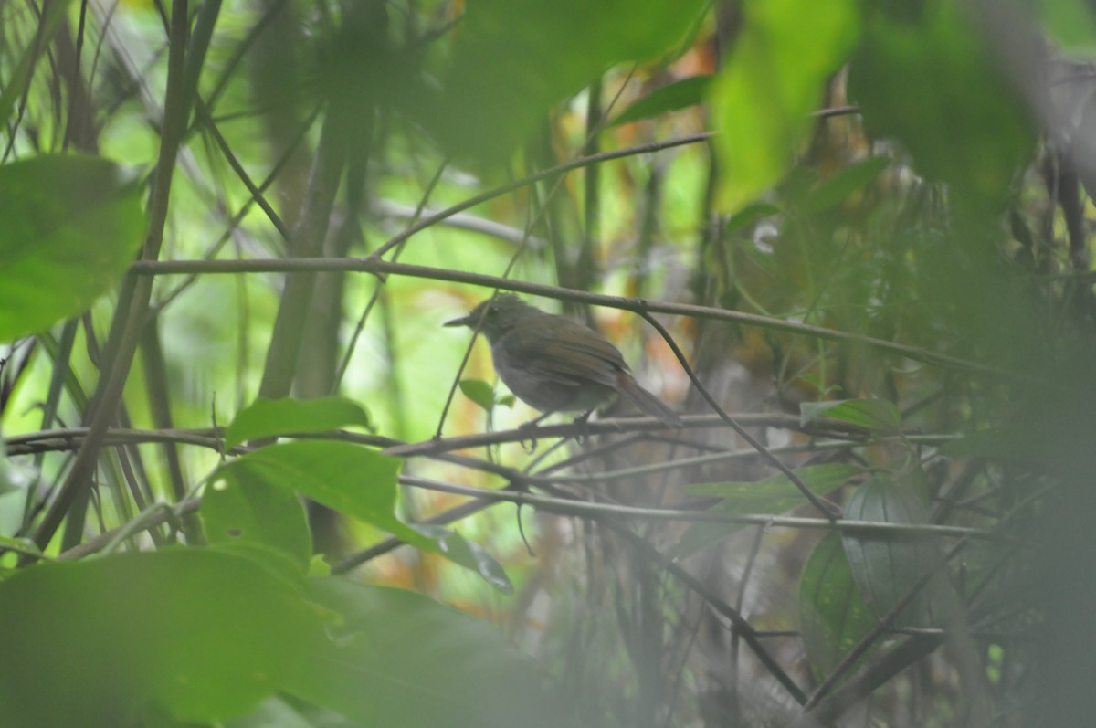 Sulawesi Babbler - Alif Lutfi