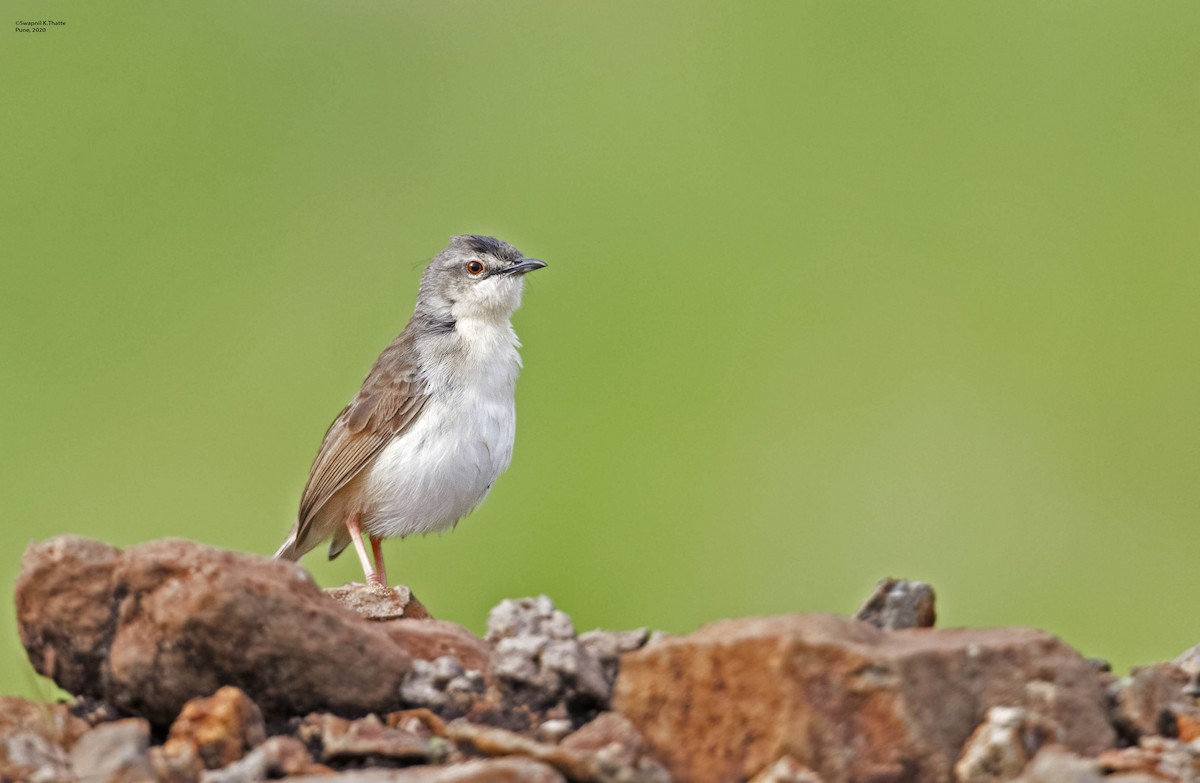 Jungle Prinia - ML246407101