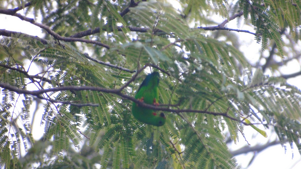 Sulawesi Hanging-Parrot - Alif Lutfi