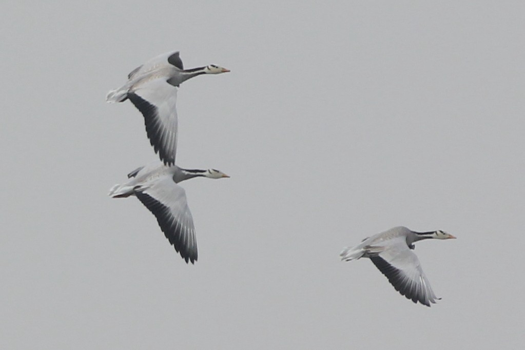 Bar-headed Goose - ML24640811